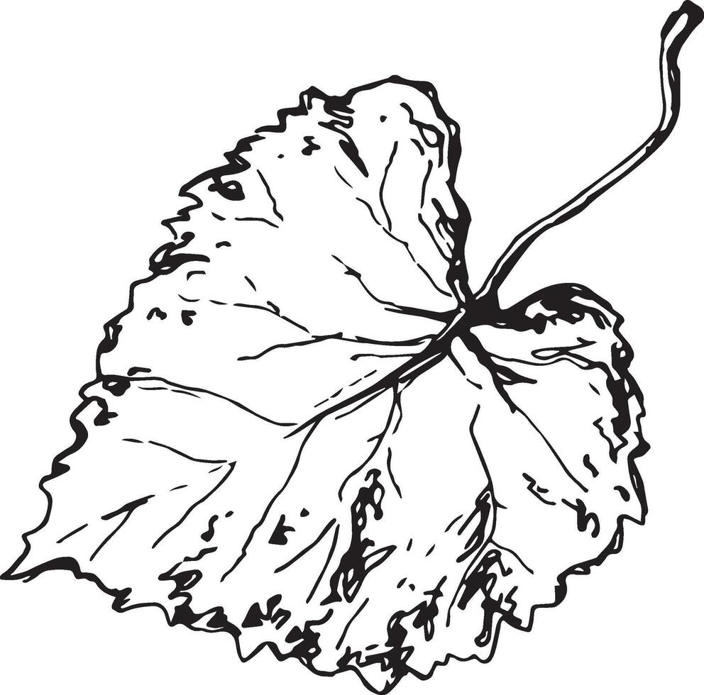 Sketch drawing of a birch leaf in black and white outline. Vintage combination of birch leaf. vector