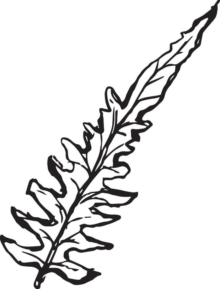 Sketch drawing of a fern in black and white outline. Vintage fern, great design for any purposes. vector