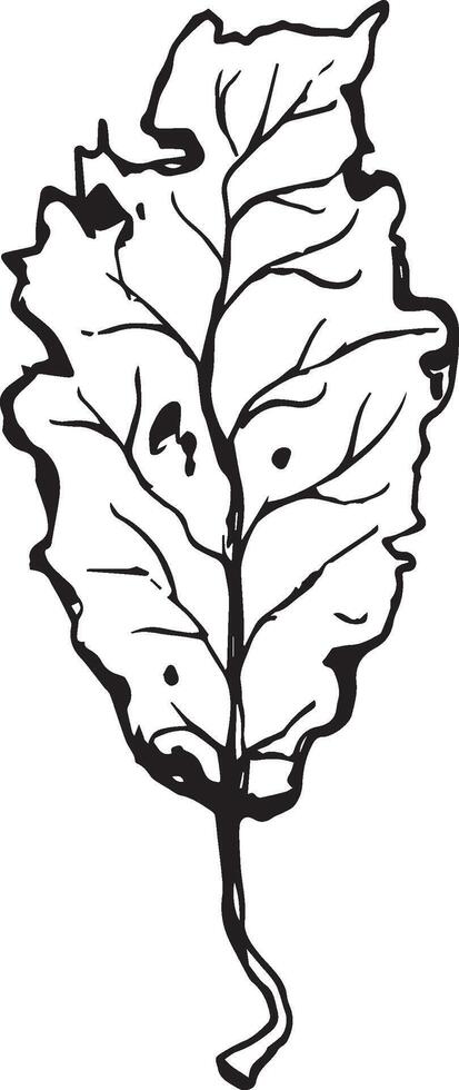 Hand drawn black leaves. Vintage leaf, great design for any purposes. vector