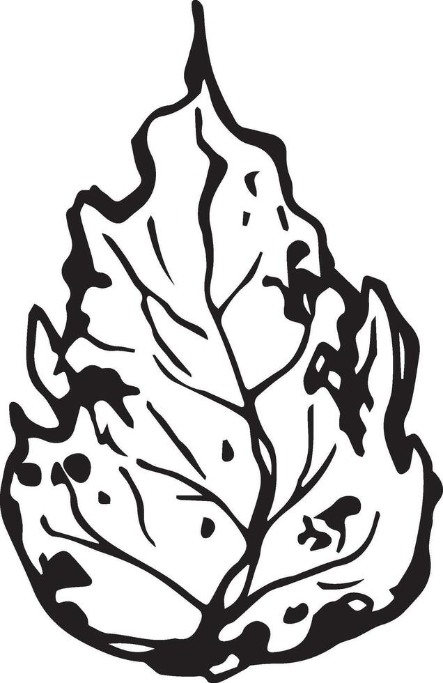 Sketch drawing of a birch leaf in black and white outline. Vintage combination of birch leaf. vector