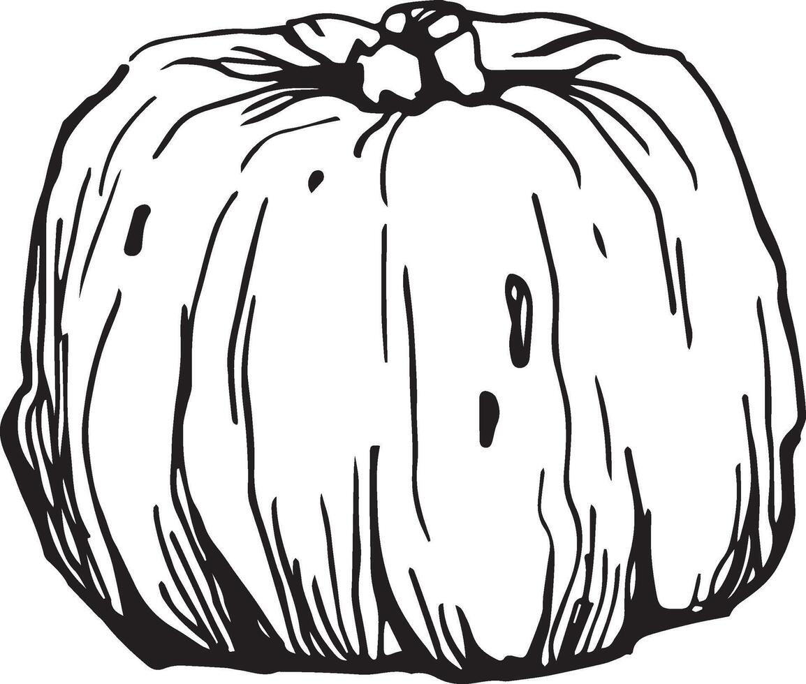 mano dibujado calabaza para decorativo diseño. Clásico calabaza. vector