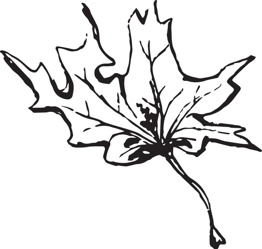 Sketch drawing of a maple leaf in black and white outline. Vintage maple, great design for any purposes. vector