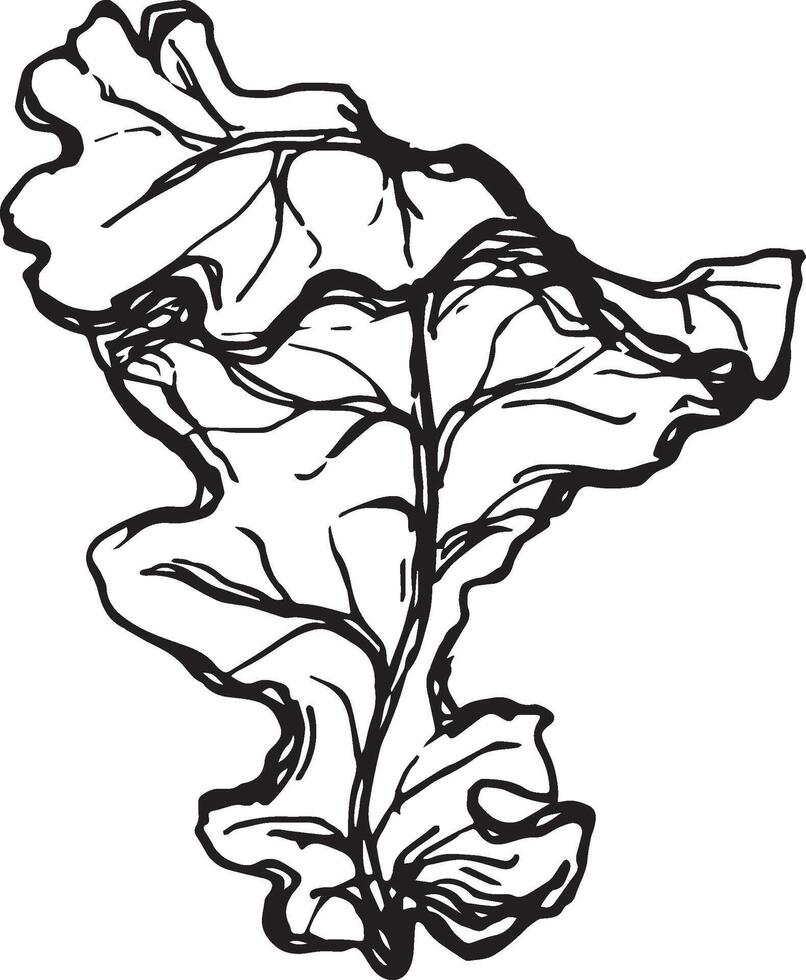 Sketch drawing of a oak leaf in black and white outline. Vintage oak, great design for any purposes. vector