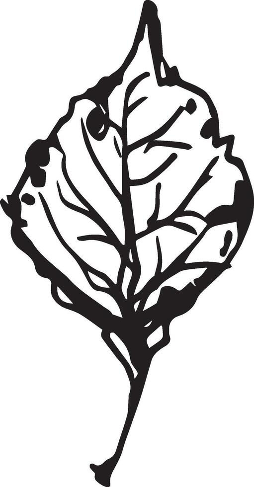 Hand drawn black leaves. Vintage leaf, great design for any purposes. vector
