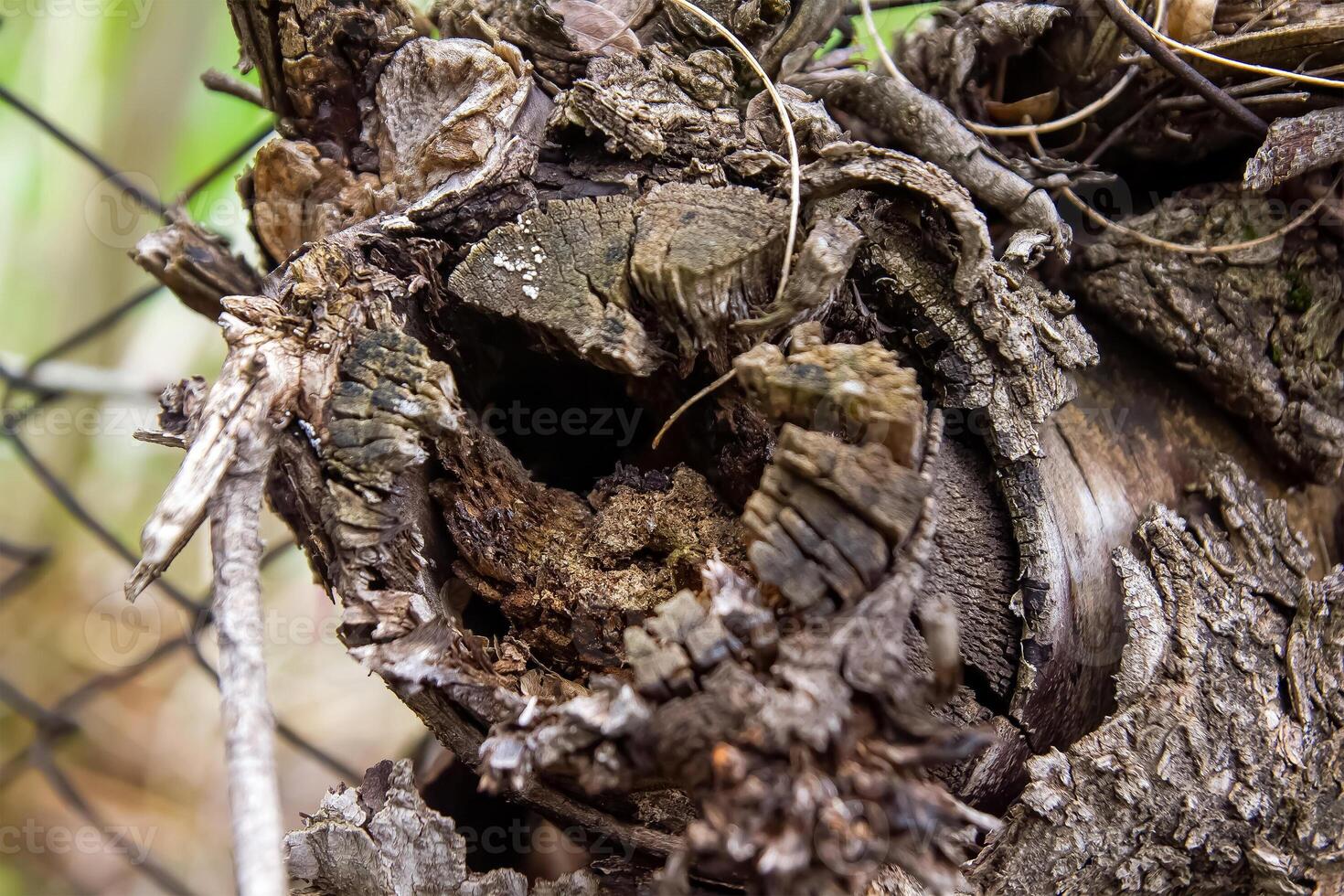 cerca arriba de un ladrar, cerca arriba de un trompa, ladrar de un árbol foto