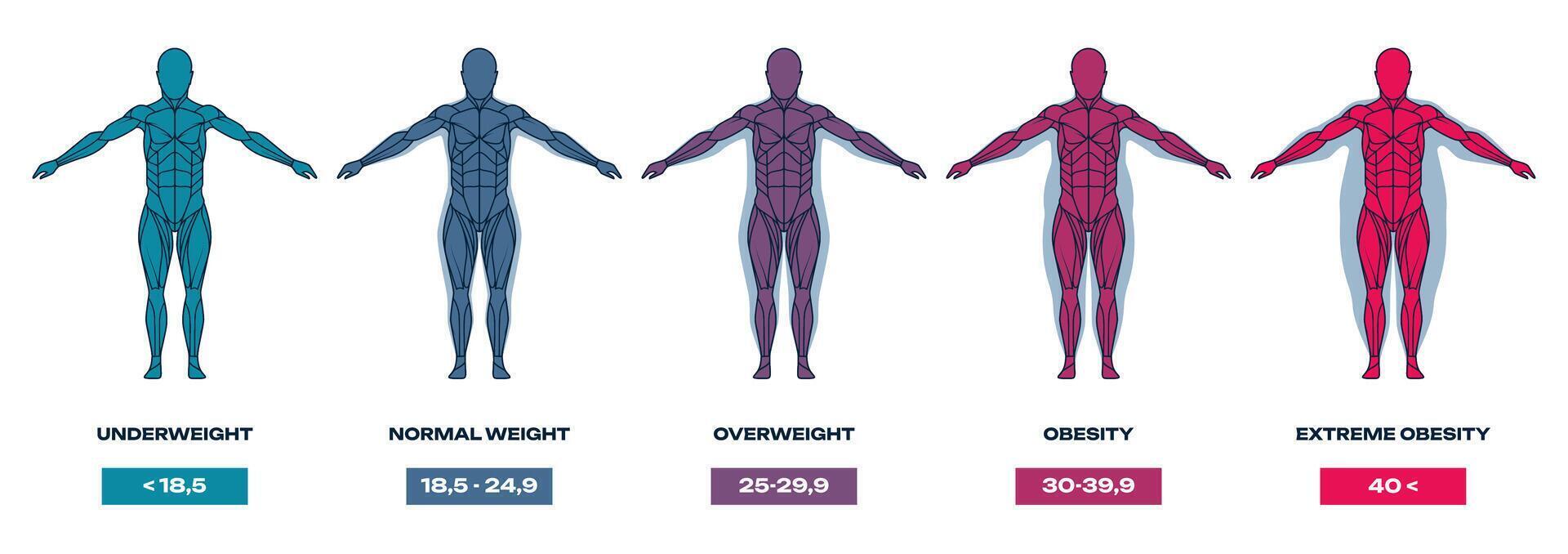 Body mass index. Human silhouette with different shapes and sizes, underweight, overweight and obese people. Mass index chart vector illustration