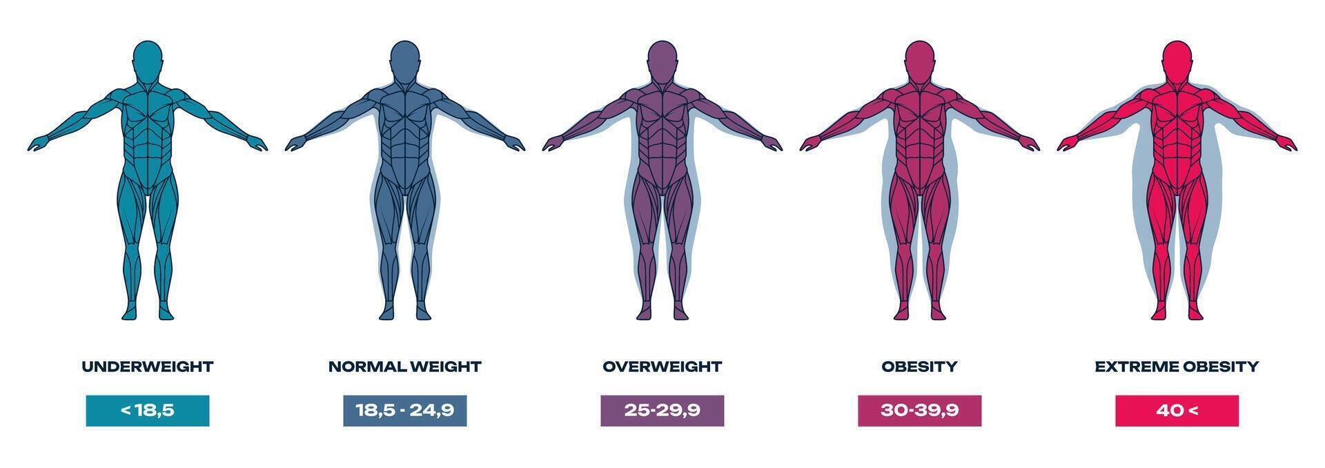 cuerpo masa índice. humano silueta con diferente formas y tamaños, bajo peso, exceso de peso y obeso gente. masa índice gráfico vector ilustración