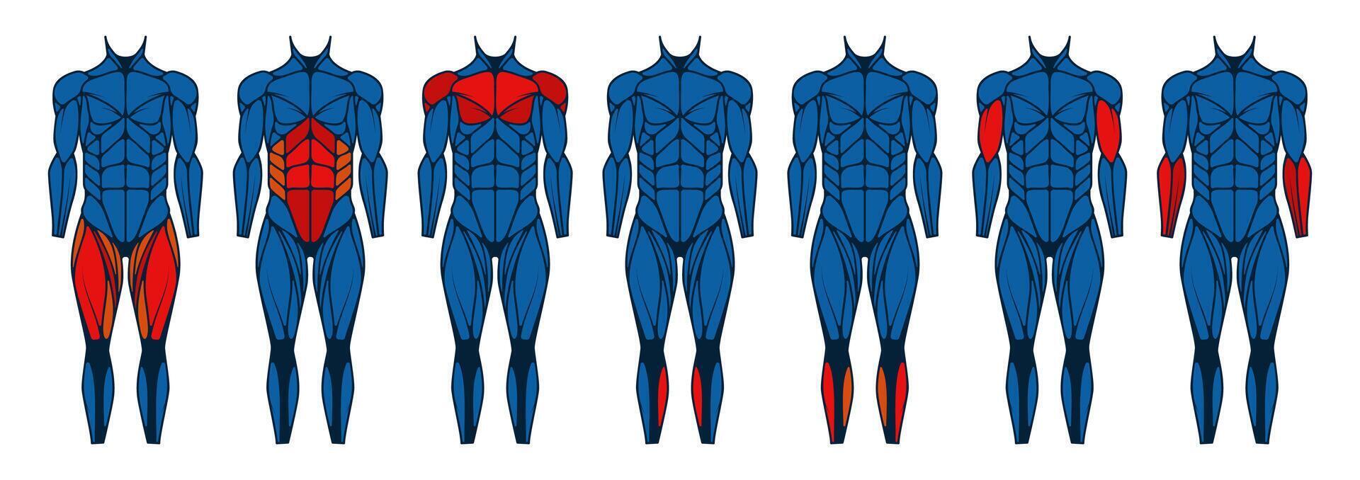 Human body muscle front. Anatomy muscles front view, man arm and chest muscles, active male bodybuilding with triceps and biceps. Vector set