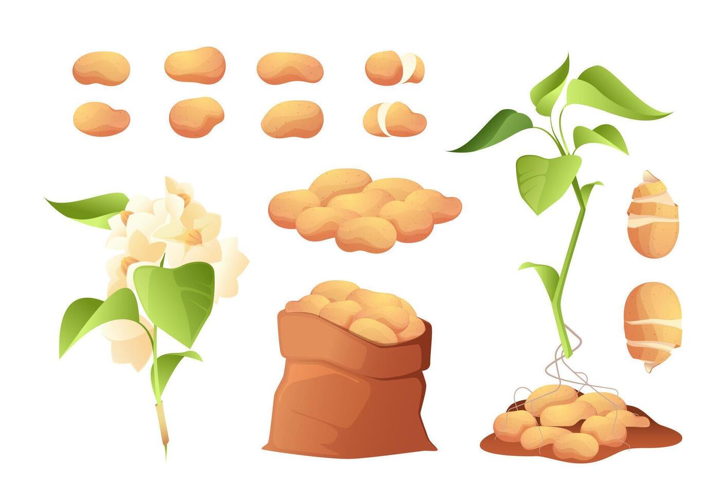 Potato plant. Colorful cultivated tuberous crop with roots, leaf and flower, tuber bloom bush vegetables in bag and box. Vector isolated set