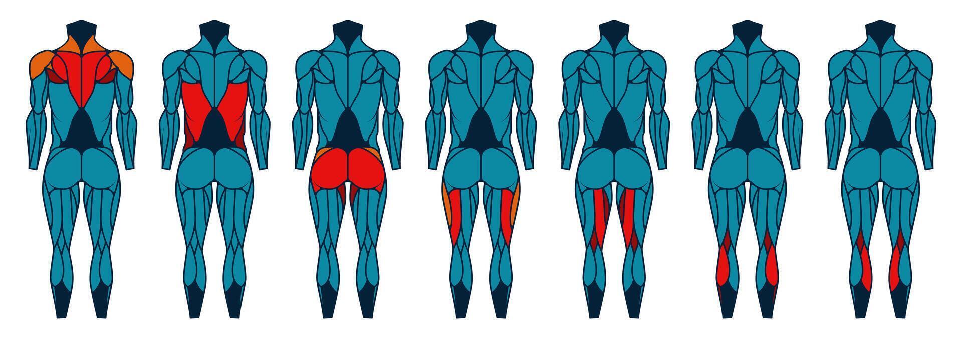 Body muscle anatomy back. Human muscular back, man athletic build with muscular groups, healthy