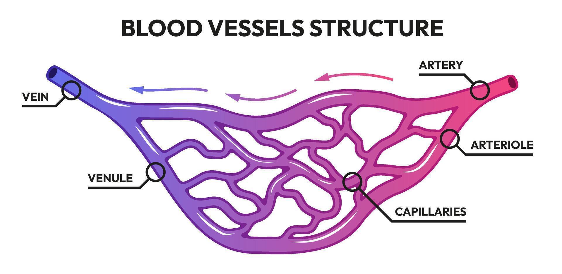 Blood vessels circulation. Human arteries and veins, deoxygenated blood with oxygen capillaries. Vector medical illustration