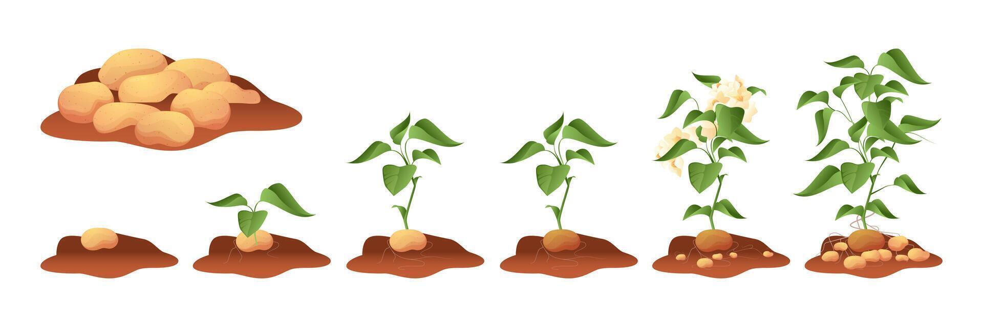 Potato growing. Tuberous crop with stem roots leaf in ground, vegetable plant grow cycle process from seed to ripe agriculture concept. Vector illustration