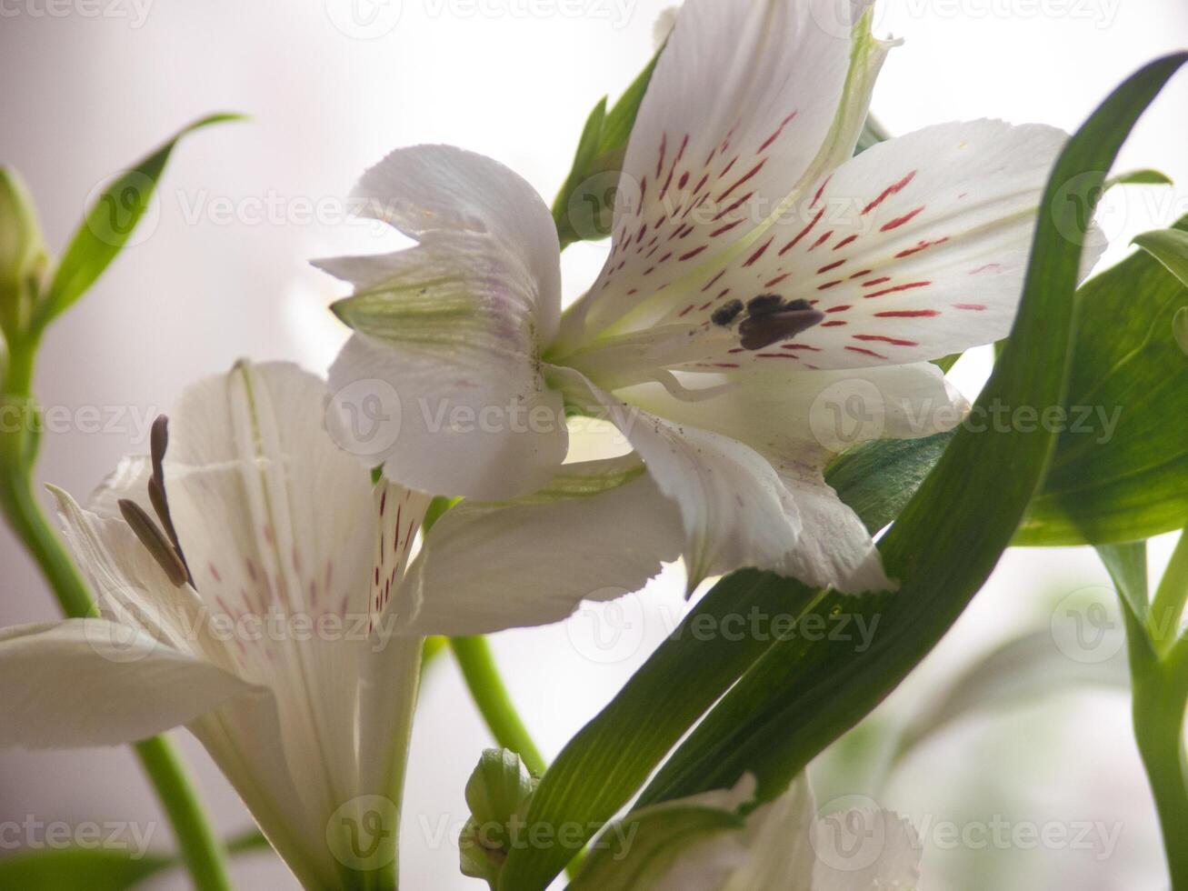 white flowers with red spots on them photo