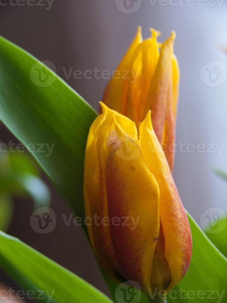 a close up of a yellow flower with a green stem photo