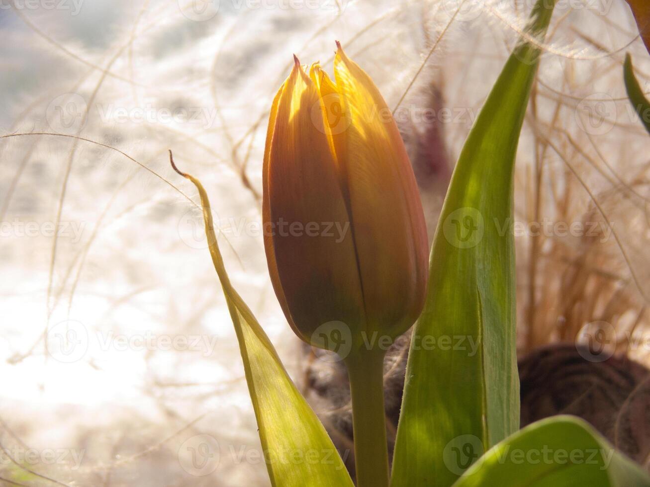 a close up of a flower with a sun behind it photo