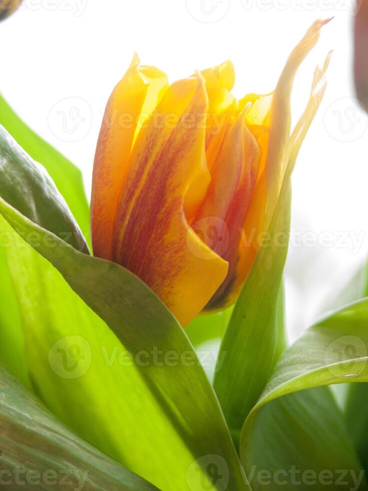 a close up of a flower with a yellow center photo