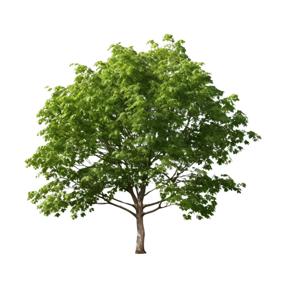 AI generated Common hazel bush clip art png
