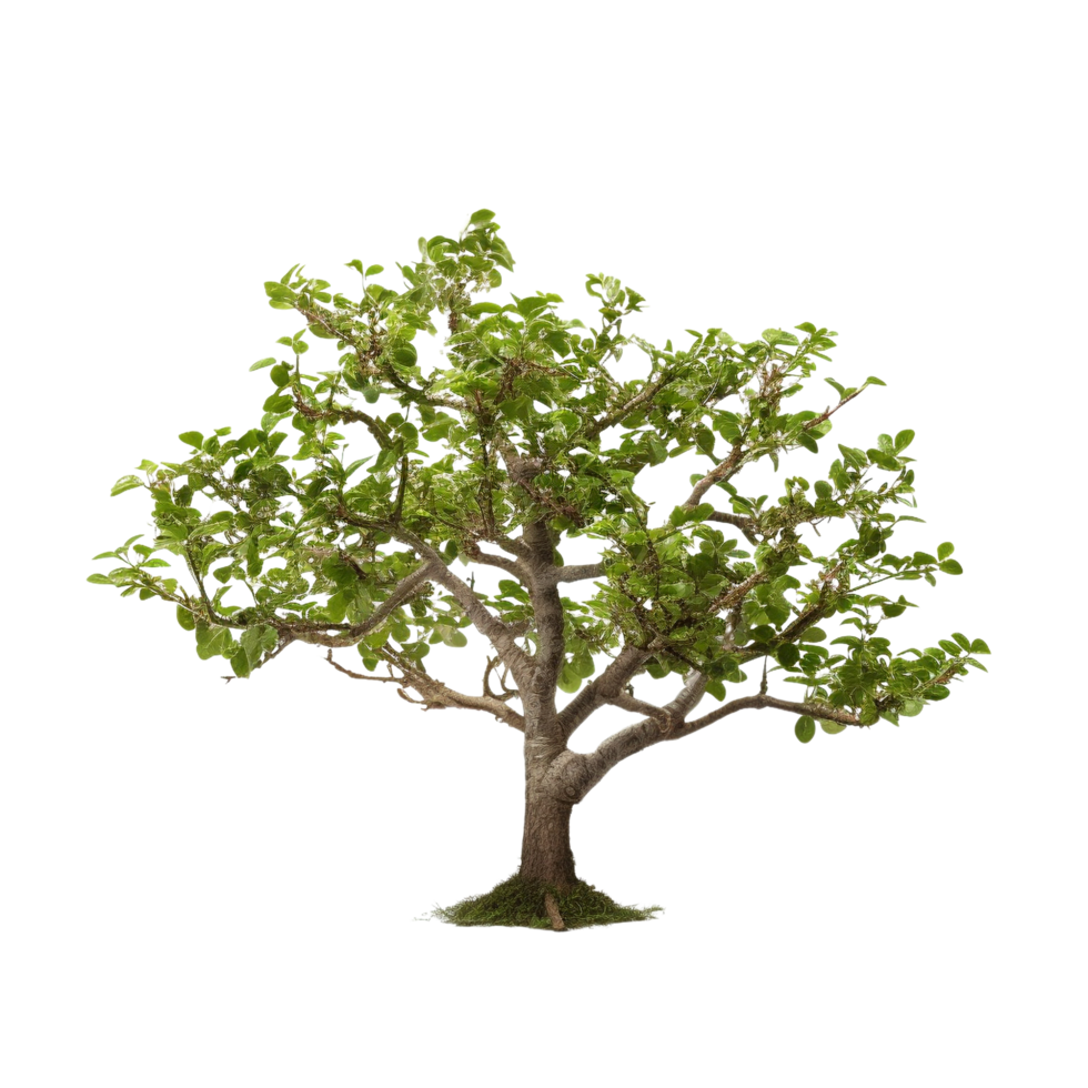 AI generated Common hazel bush clip art png