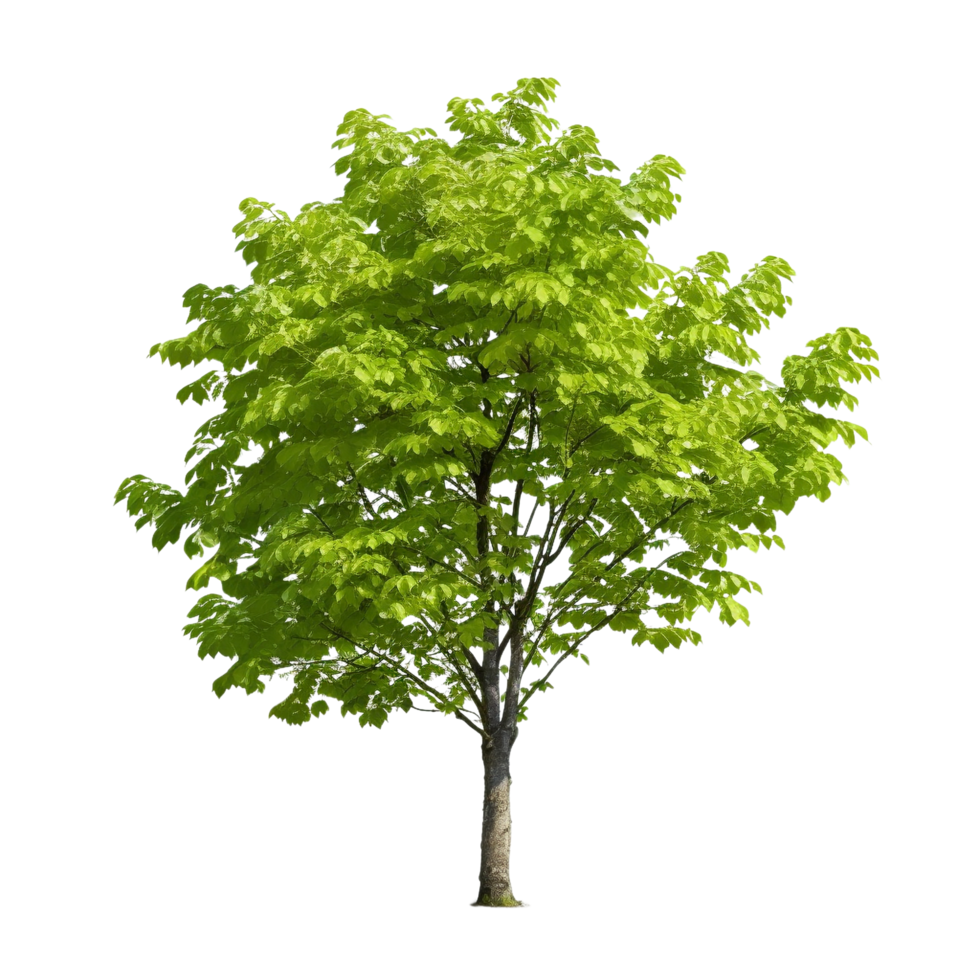 AI generated Common hazel bush clip art png