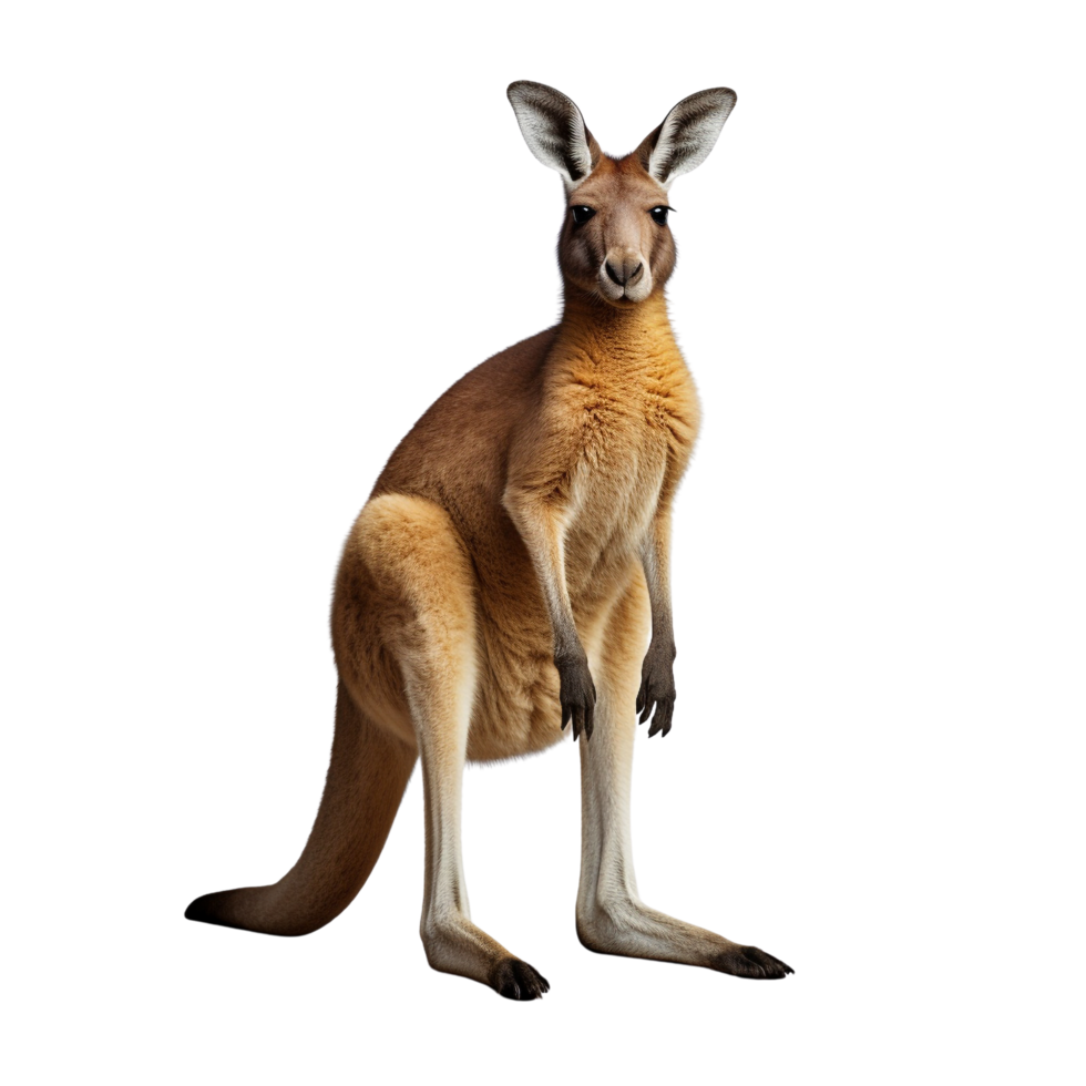 AI generated Kangaroo clip art png