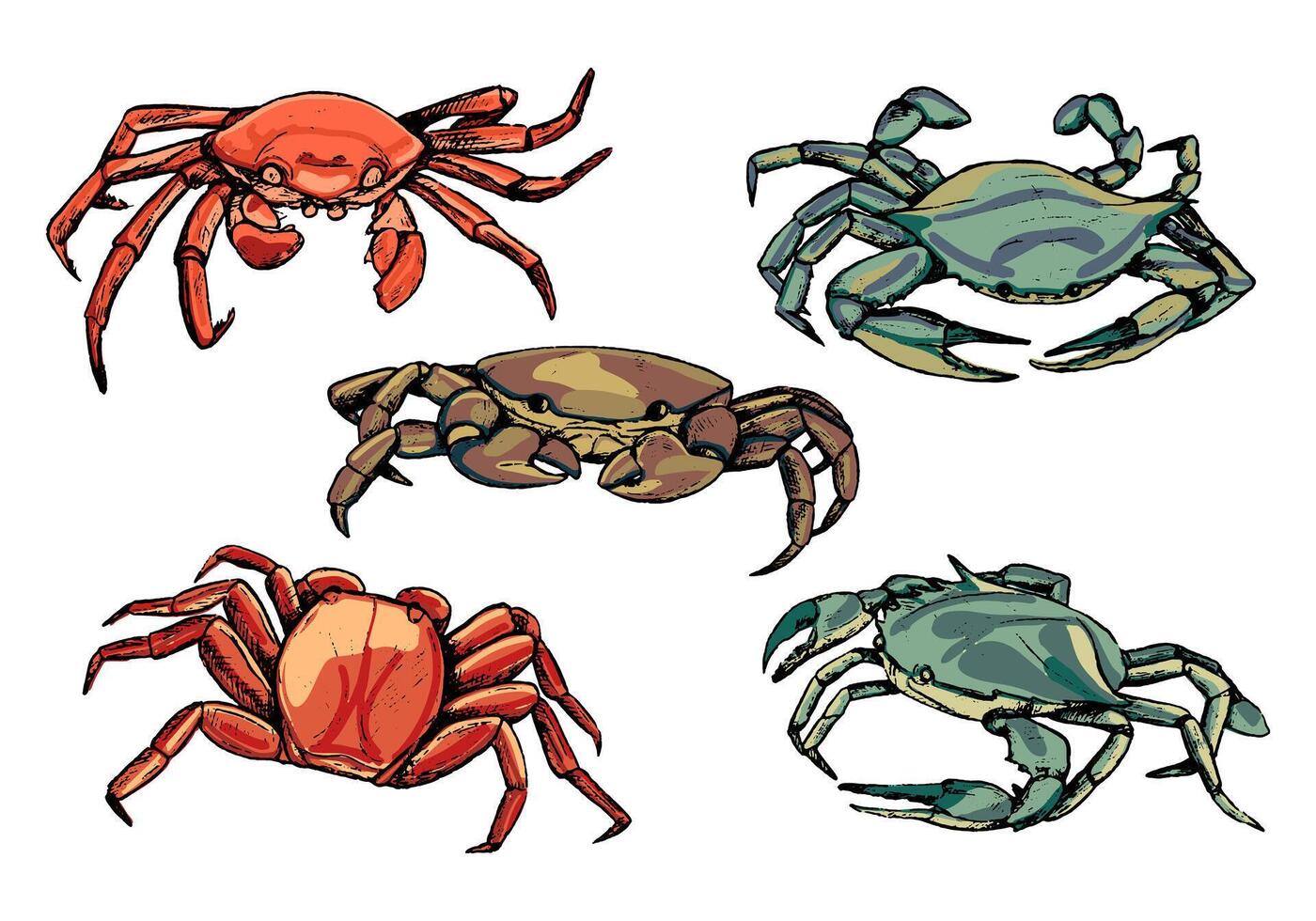 Collection of crabs isolated in white. Hand drawn vector illustration. Realistic colors ink sketches of sea wild animals. Set of vintage graphic design elements for poster, print, postcard, stickers.