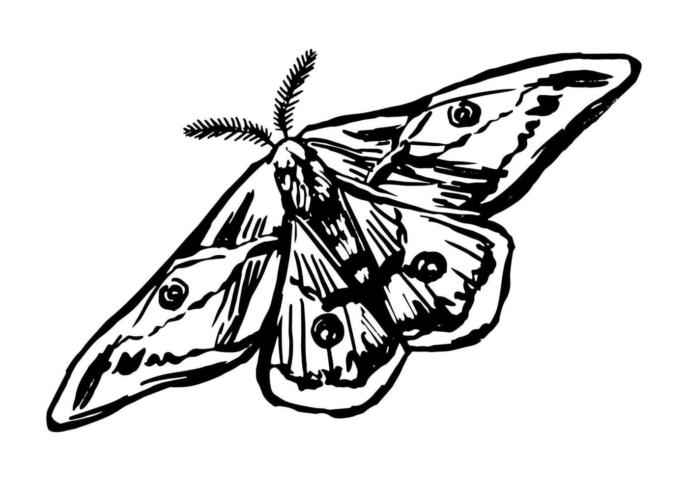 Flying moth, insect animal sketch. Hand drawn vector illustration. Retro engraving style clipart isolated on white background.