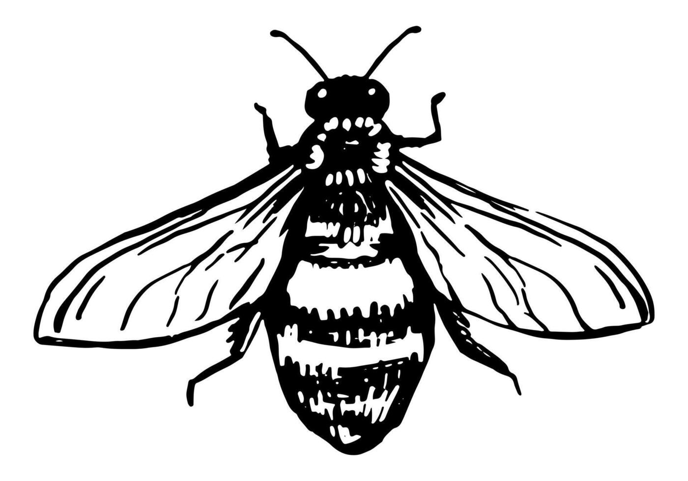 volador abeja, insecto animal bosquejo. mano dibujado vector ilustración. retro grabado estilo clipart aislado en blanco antecedentes.