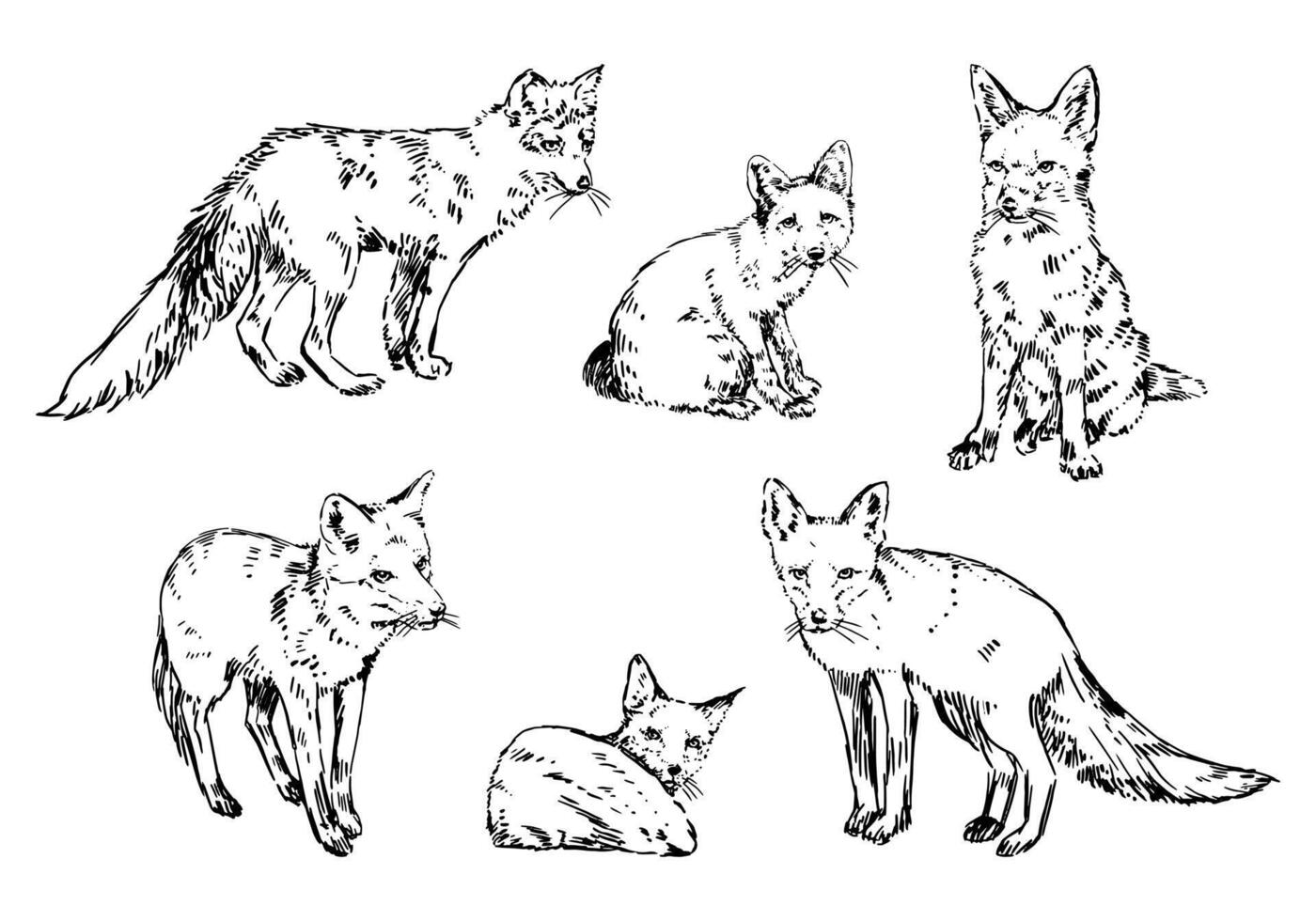 Set of realistic sketches of foxes. Doodle of forest wild animals. Hand drawn vector illustration. Clip arts collection isolated on white.