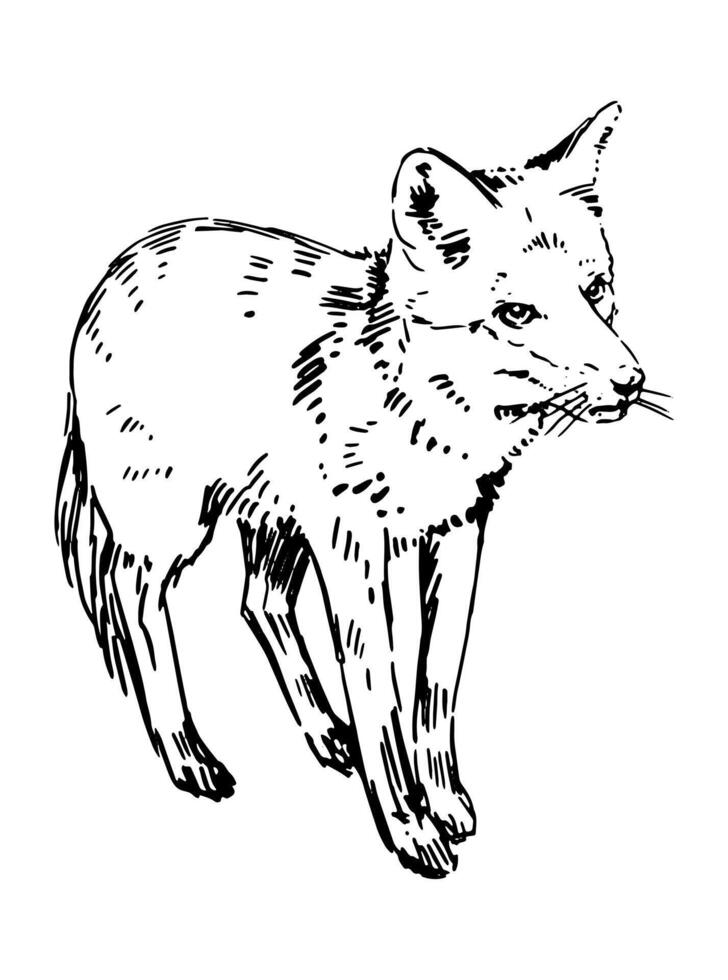 Realistic sketch of fox. Doodle of forest wild animal. Hand drawn vector illustration. Single drawing isolated on white. Element for design, decor.