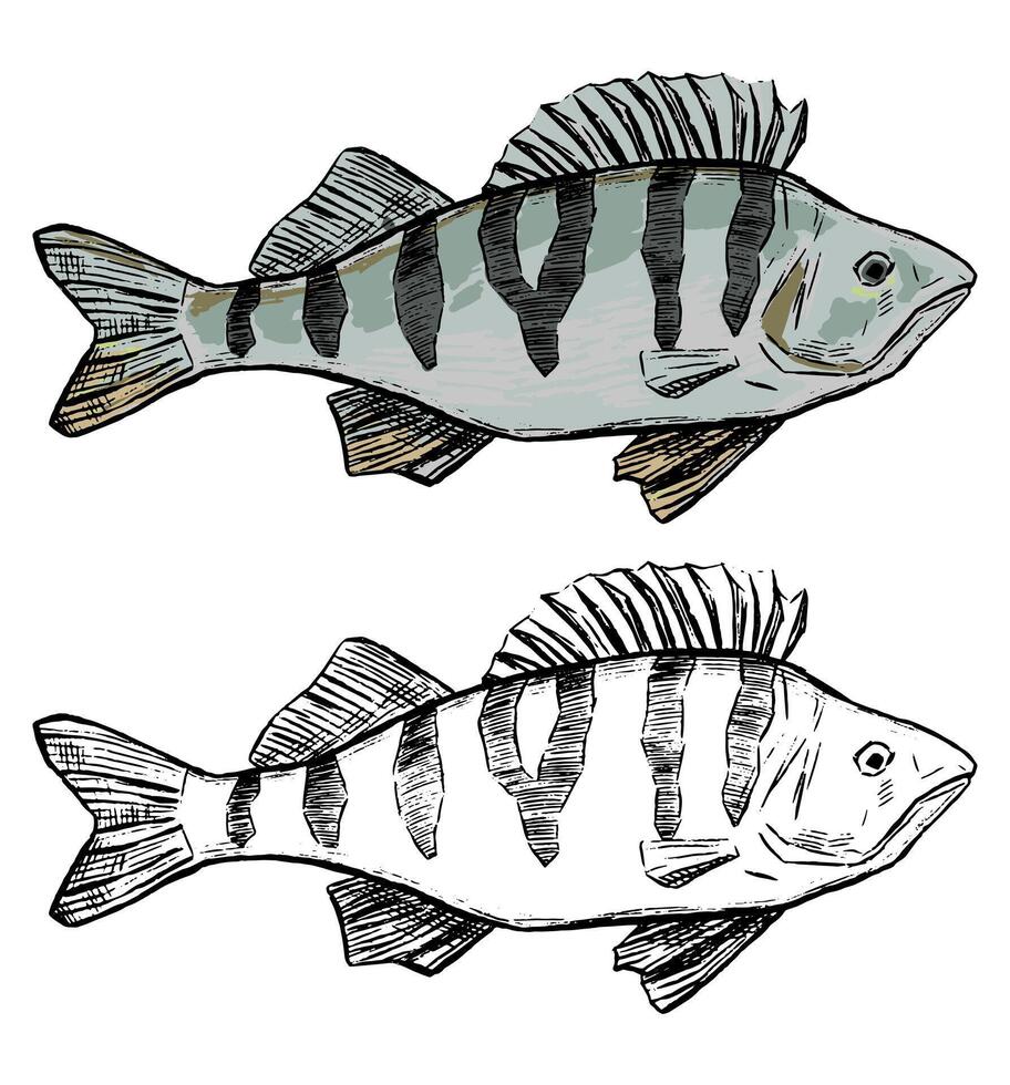 Realistic sketch drawing of Perch fish. Hand drawn vector illustration in vintage style. Set of contour and color element isolated on white. For fishing design, decor, print, sticker, poster, t shirt.