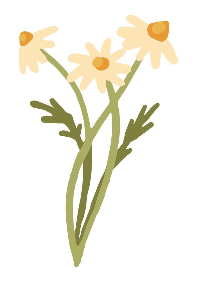 Bouquet of chamomile. Hand drawn vector stock illustration. Colored cartoon doodle. Single botanical drawing isolated on white background. Element for design, print, sticker, card, decoration, wrap.