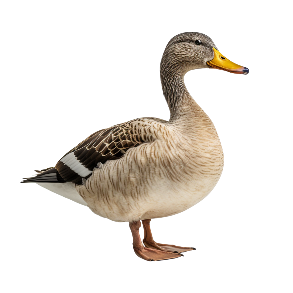 AI generated Duck clip art png