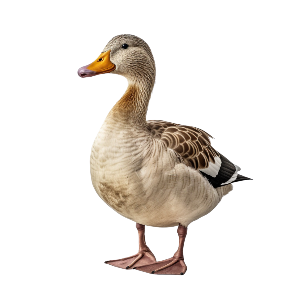 AI generated Duck clip art png