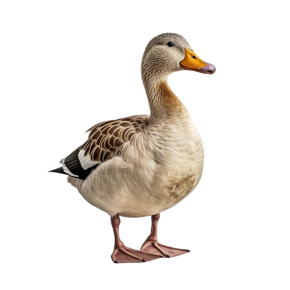 AI generated Duck clip art png