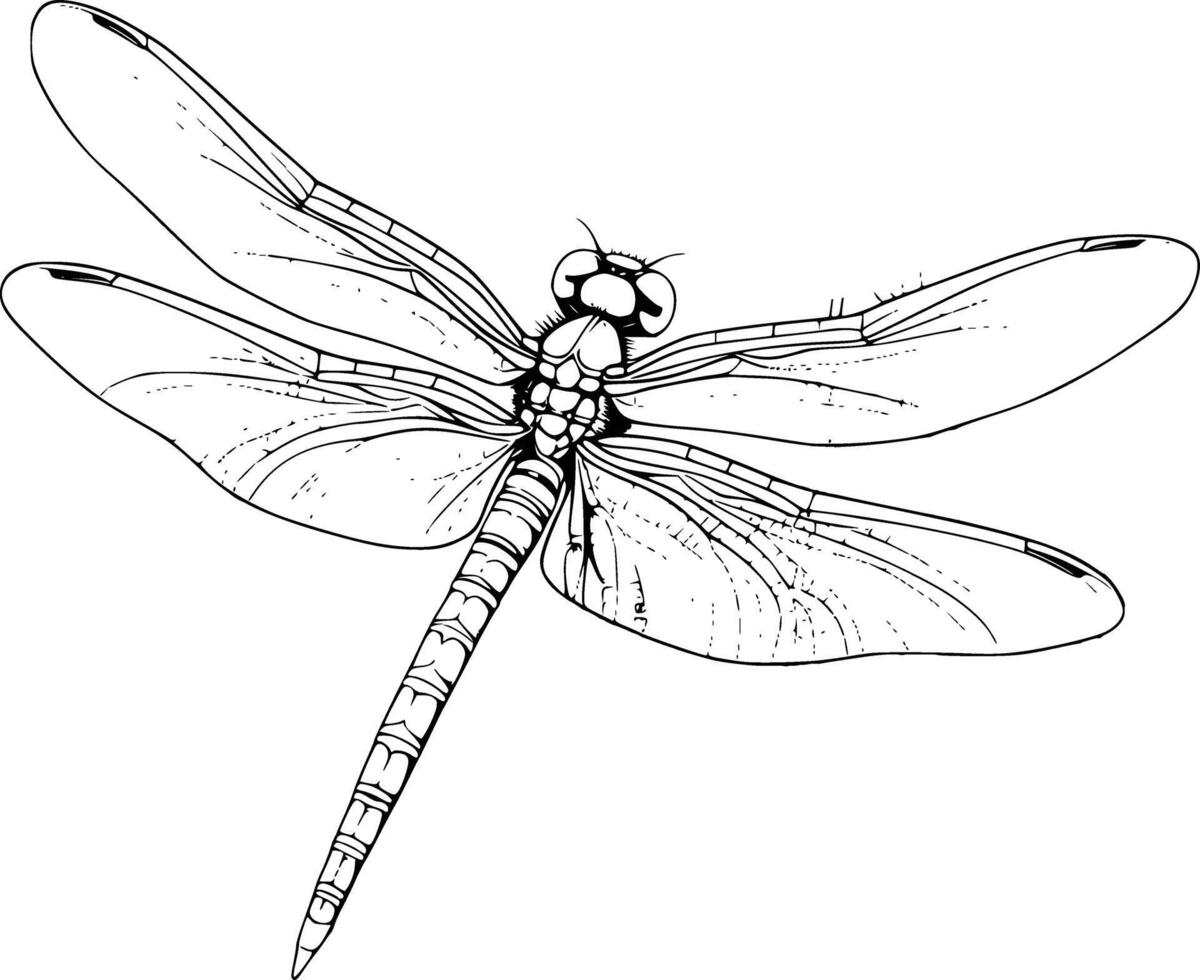 Damselfly Coloring Pages For Kids and Toddlers vector