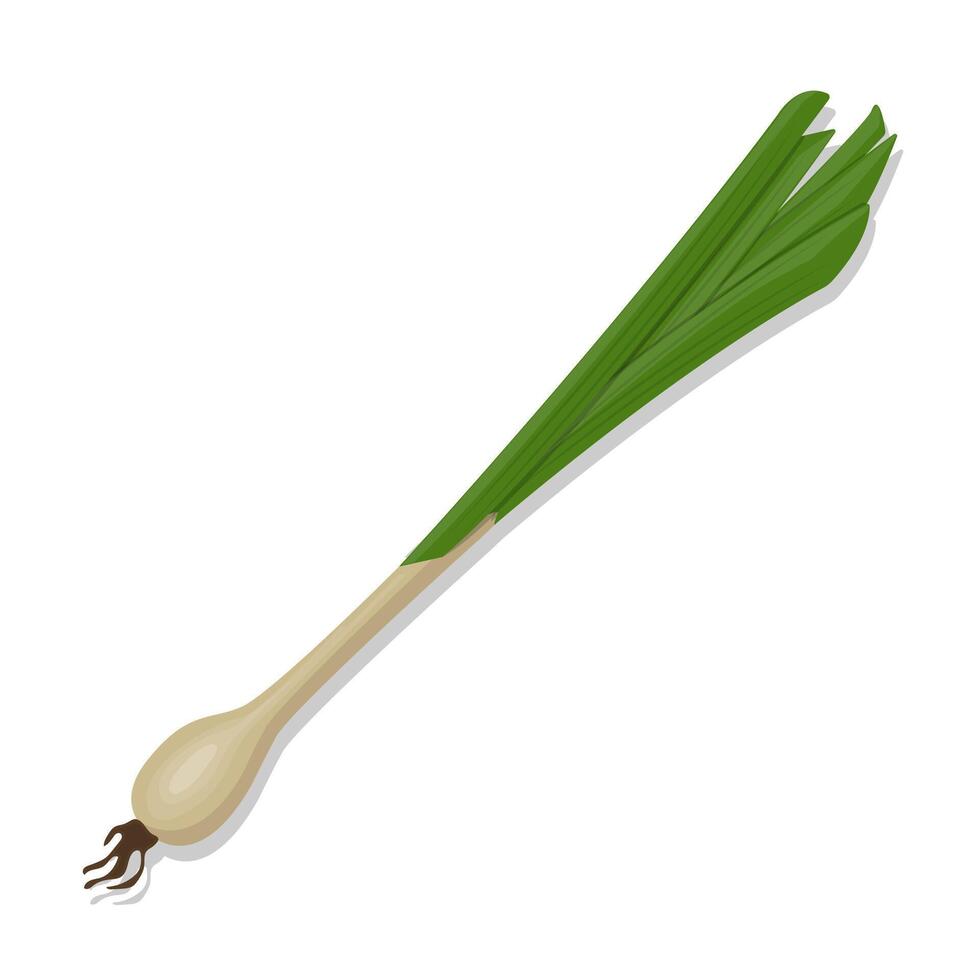 Vegetable spring onion scallion cartoon illustration vector
