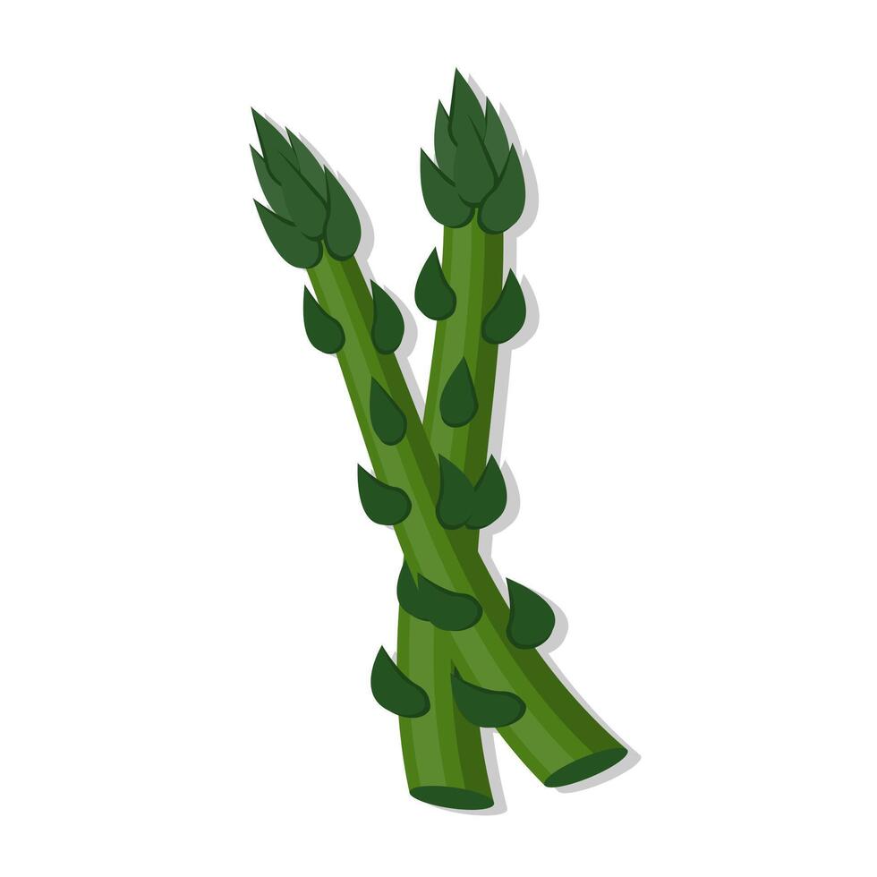 Vegetable organic asparagus cartoon illustration vector