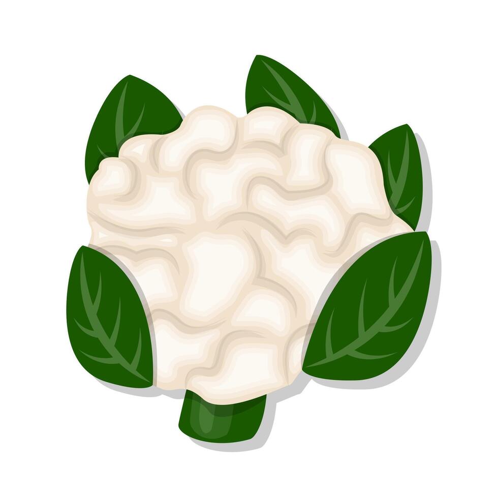 Vegetable white cauliflower cartoon illustration vector