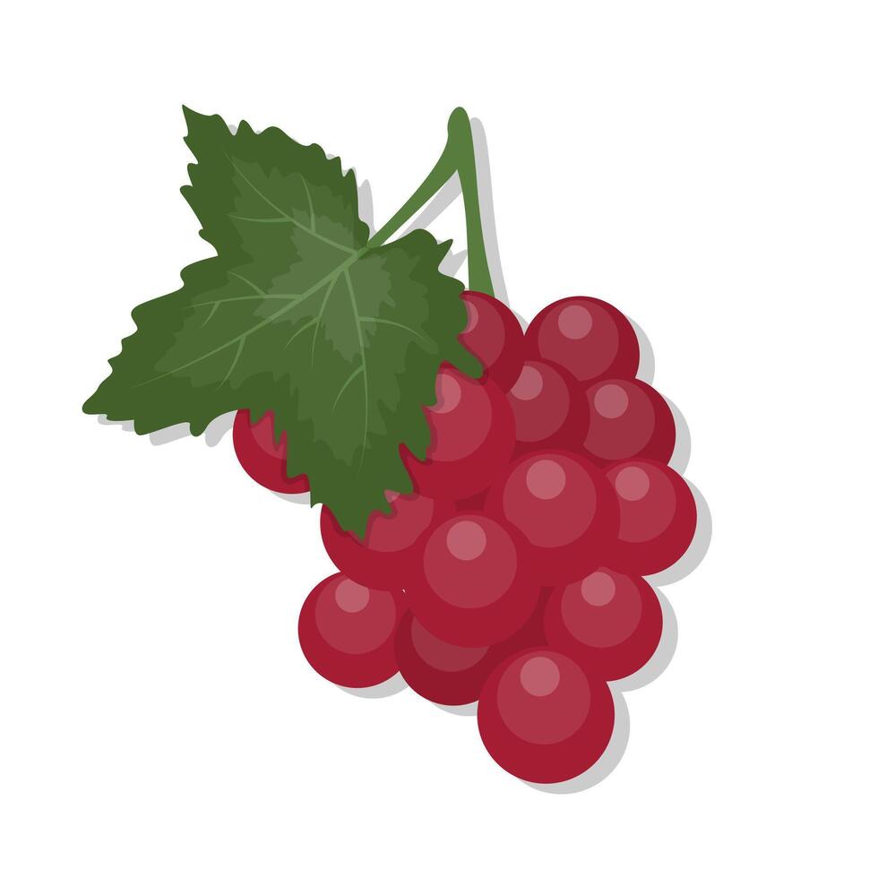 Fresh fruit grape and leaf vine cartoon illustration vector