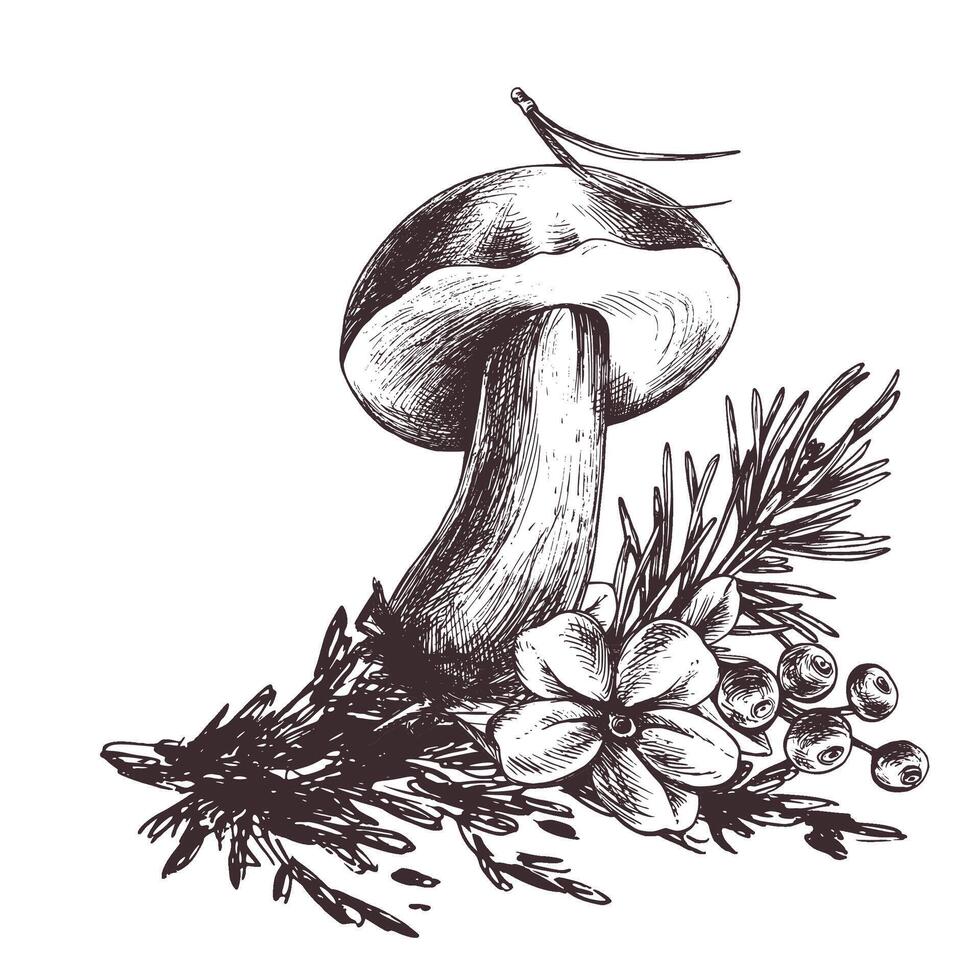 Forest porcini mushroom with larch, lingonberry, moss and cone. Graphic botanical illustration hand drawn in brown ink. For recipes, packaging, autumn festival, harvest. Isolated composition. vector