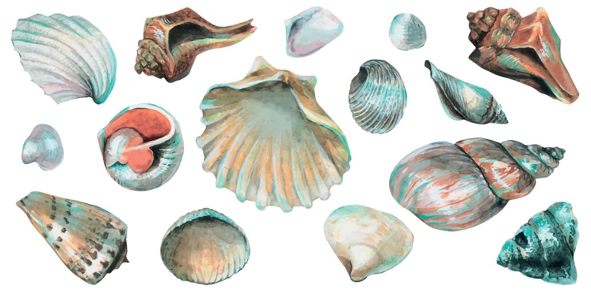 Set of Seashells. Big hand drawn Bundle of Sea Shells on isolated background. Collection of Cockleshells and starfish. Drawing of underwater life. Elements for design in marine style. Undersea clipart vector