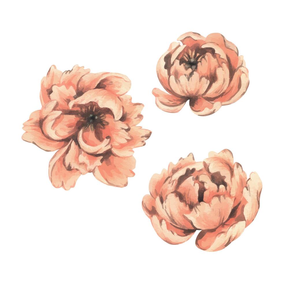 Peony flowers in the color year 2024 peach fuzz, delicate, graceful from different angles. Hand drawn watercolor illustration. Set of elements isolated from background vector