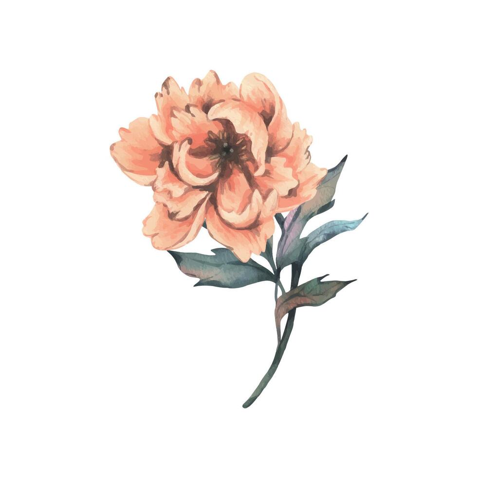 Peony flower in peach fuzz, orange, red, coral color with stem and leaves, beautiful, retro styled. Hand drawn watercolor illustration. One element isolated from the background. vector