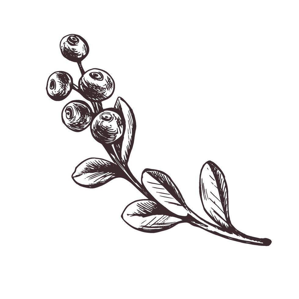 Cranberry sprig with berries and leaves, forest, wild berry. Graphic botanical illustration hand drawn in brown ink. Isolated objects vector