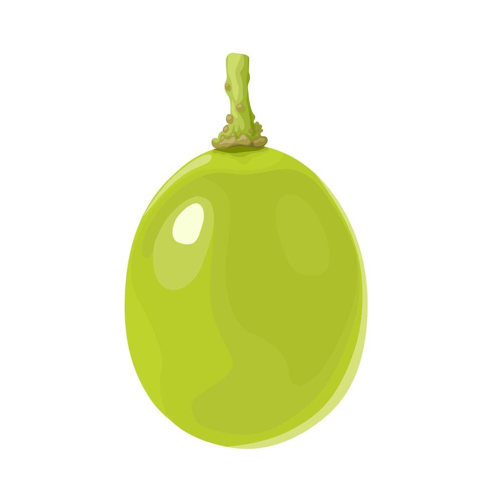 Vector illustration, muscat grapes, isolated white background.