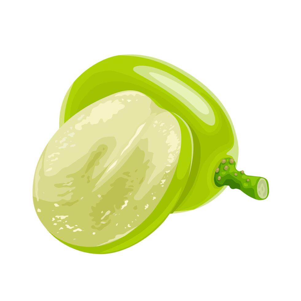 Vector illustration, muscat grapes, isolated white background.