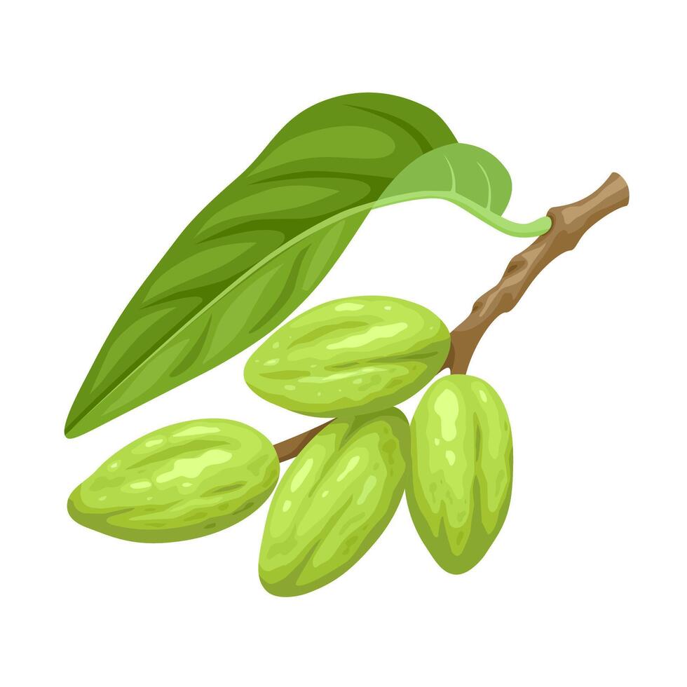 Vector illustration, Terminalia chebula, commonly known as haritaki or chebulic myrobalan, isolated on white background.