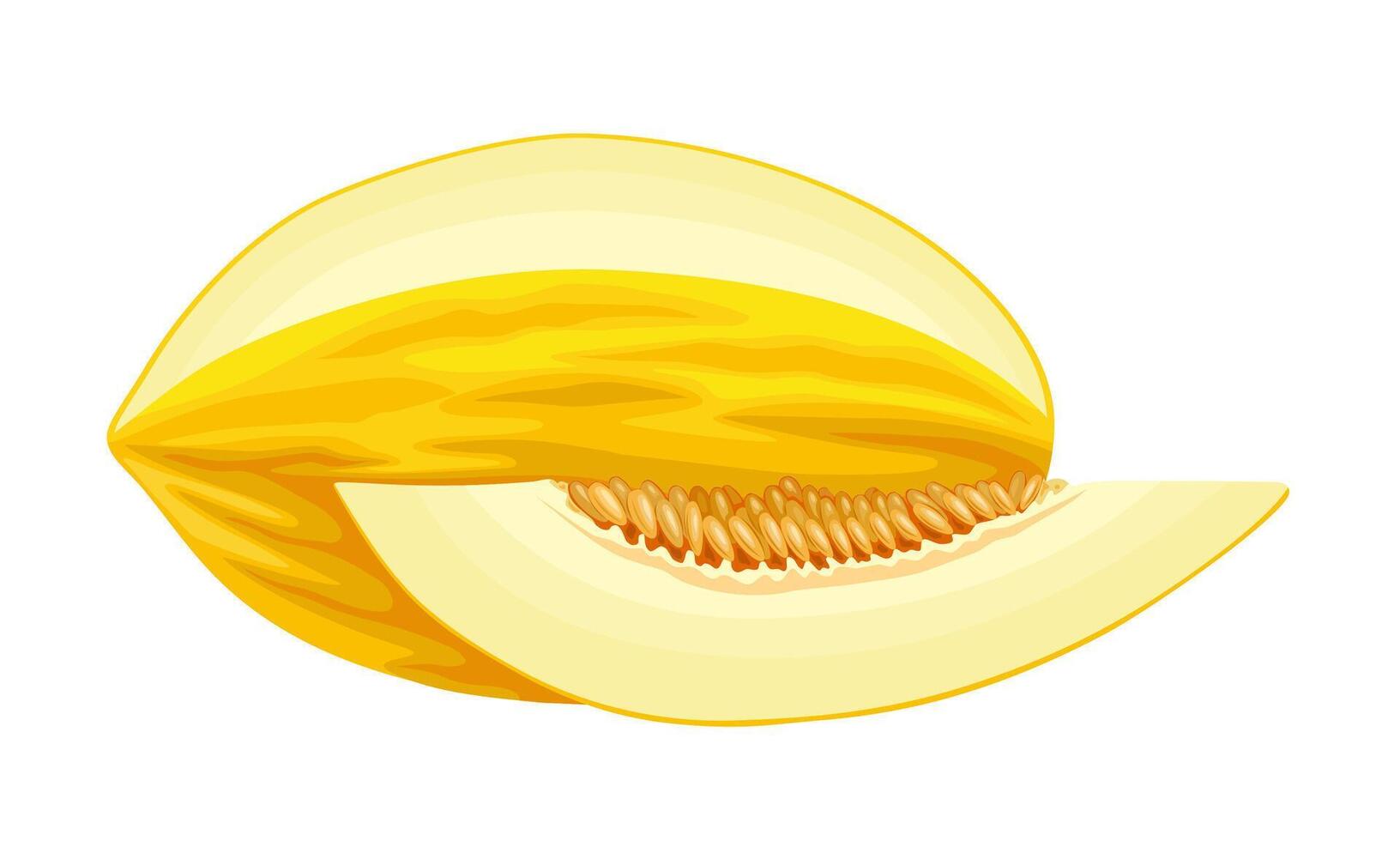 Vector illustration, canary melon or winter melon, isolated on white background.
