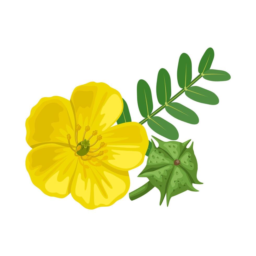 Vector illustration, Tribulus terrestris,also called goat's head, bindii, bull's head, burra gokharu, bhakhdi, caltrop, cat's head, devil's thorn, isolated on white background.