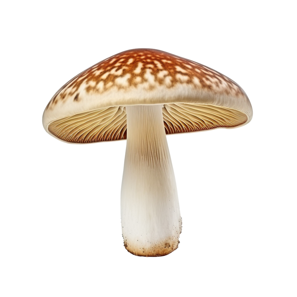 AI generated Mushroom clip art png